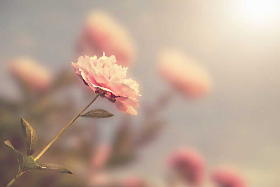 กุหลาบบิชอป