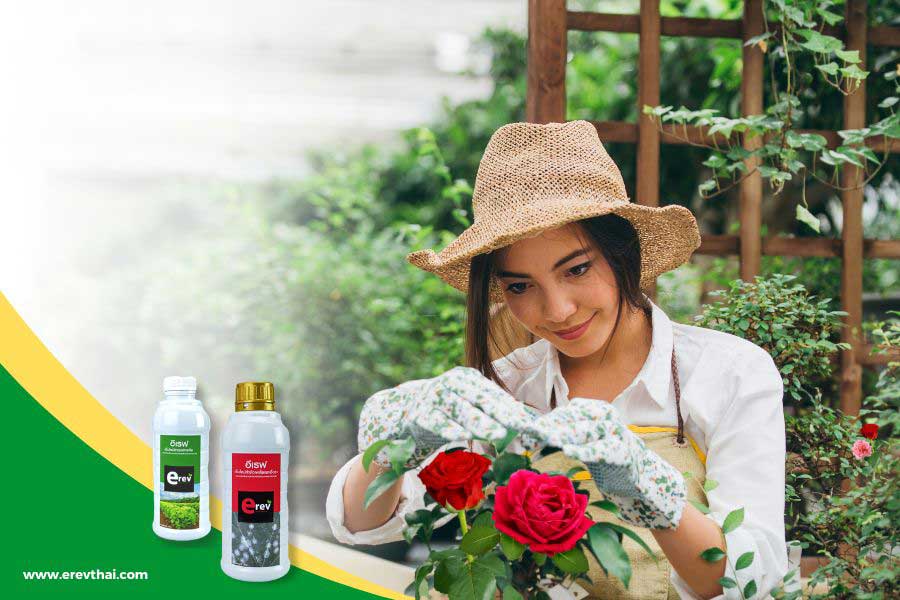 อีเรฟจุลินทรีย์สำหรับกุหลาบ