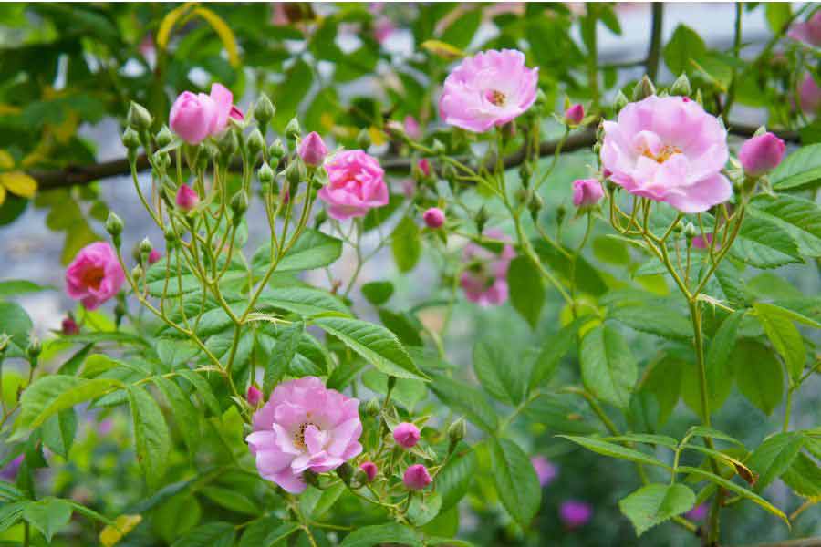 ต้นกุหลาบพวง