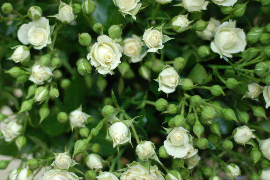 ต้นกุหลาบพุ่ม