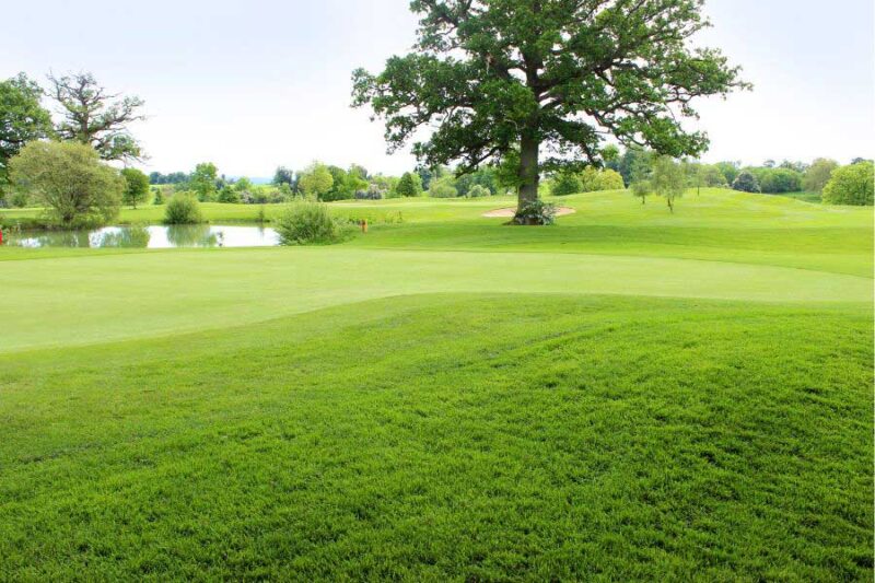 สนามหญ้า
