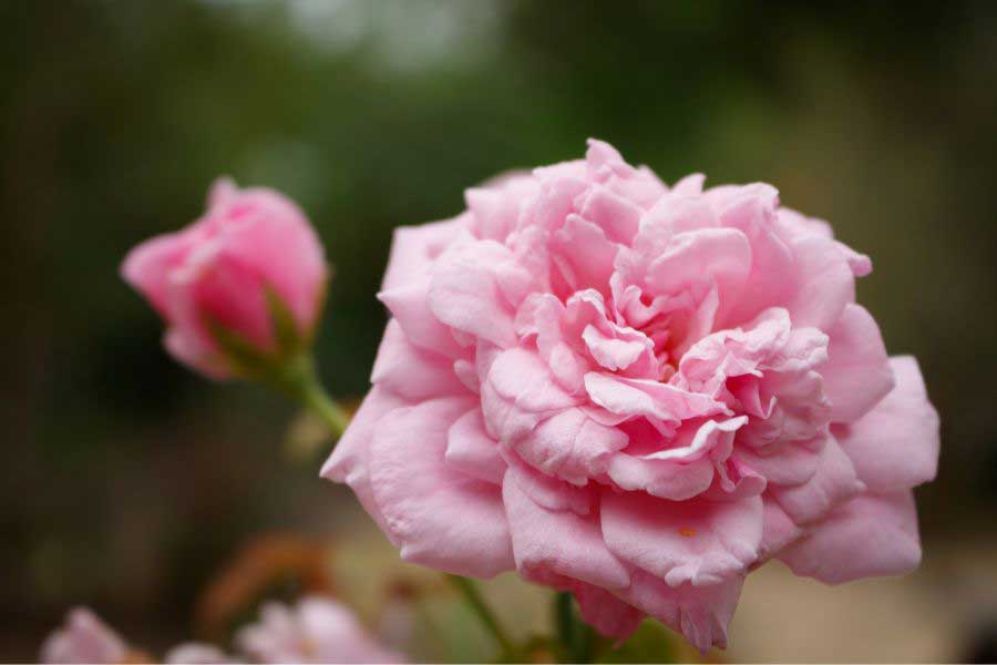 เบียงเวนู