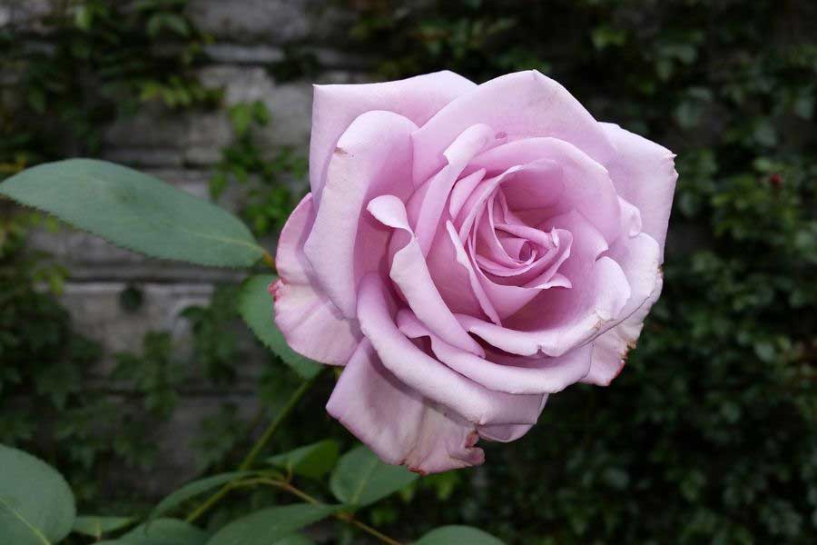 เลอเซียนบูล