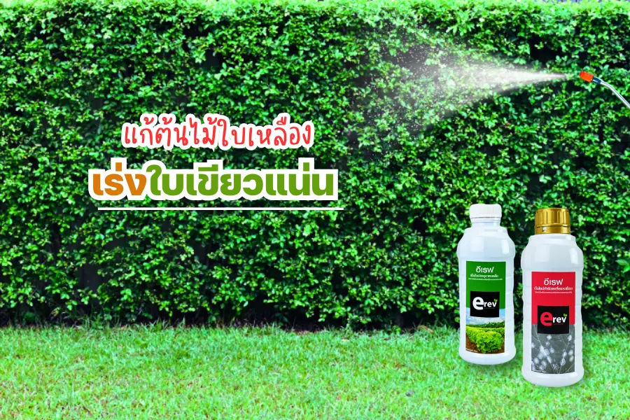 ผลิตภัณฑ์อีเรฟรักษ์โลก