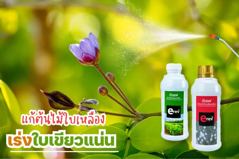 อีเรฟจุลินทรีย์แก้แก้วเจ้าจอมใบเหลือง